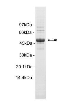 Eurofins DiscoverX Met (Y1248C) Protein, Active 10 &mu;g | Buy Online | Eurofins DiscoverX | Fisher Scientific